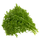 Wasabi Mustard