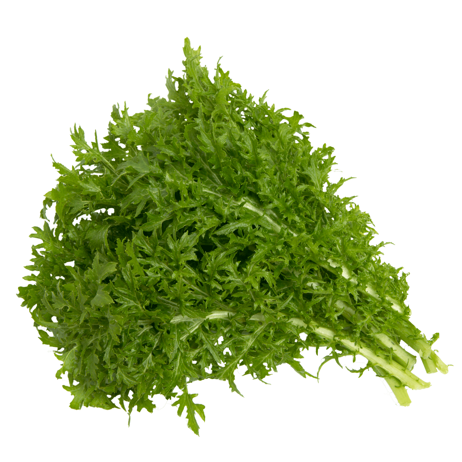 Wasabi Mustard seeds for Hydroponic Gardens |Rise Gardens