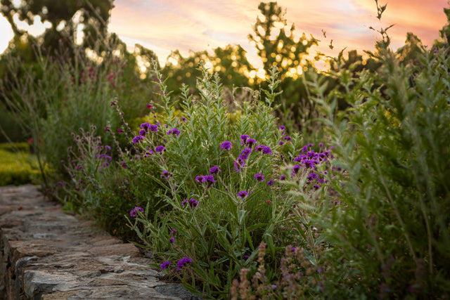 Rise Gardens