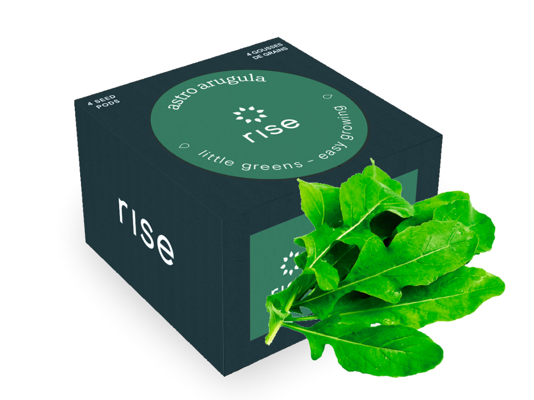 rise garden seeds Arugula 4 Pack - Herb Seeds for Hydroponic Garden