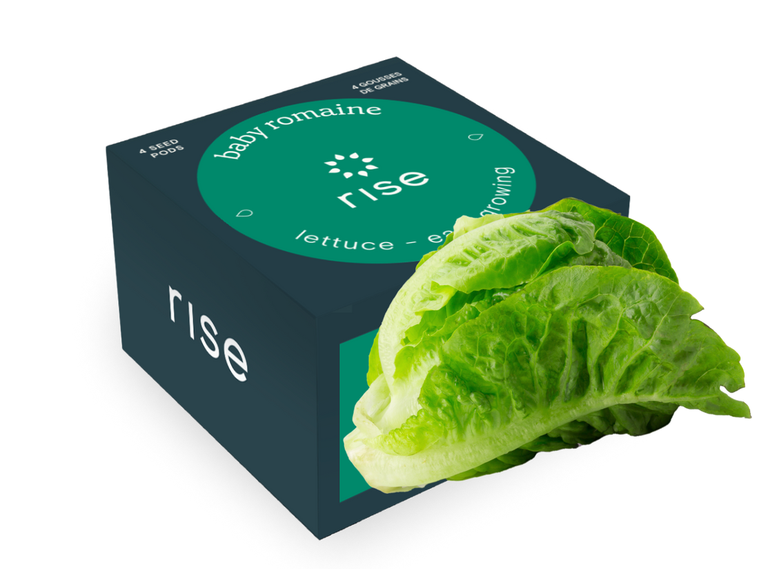 4 pack baby romaine lettuce hydroponic seedpods