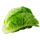 Baby Romaine Lettuce