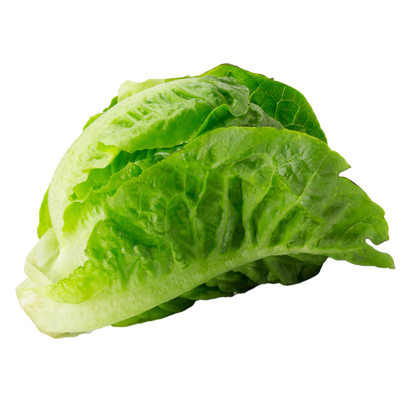 Baby romaine hydroponic lettuce