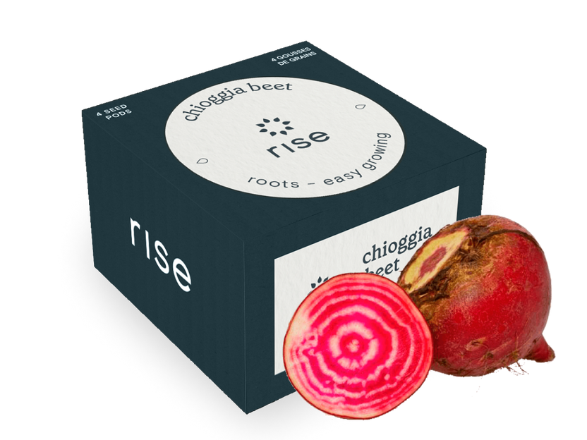 Chioggia Beet