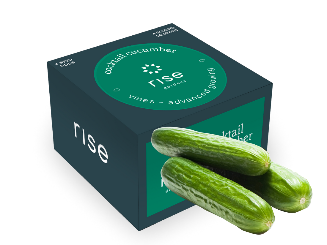 4 pack cocktail cucumber hydroponic seedpods