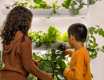 Children harvesting vegetables from a hydroponic garden