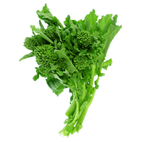 hydroponic broccoli raab