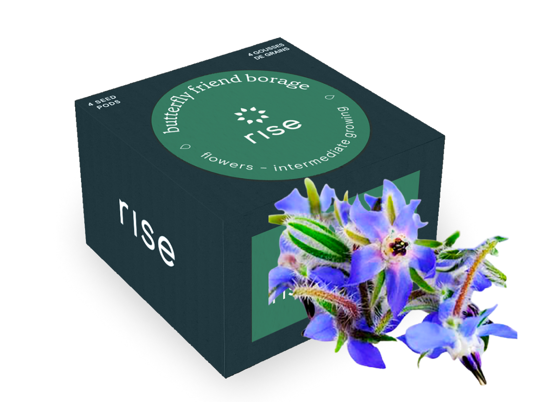 Butterfly Friend Borage