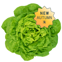 Butterhead hydroponic lettuce