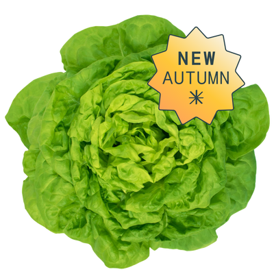 Butterhead hydroponic lettuce