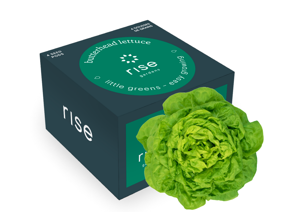 4 pack Butterhead lettuce hydroponic seedpods