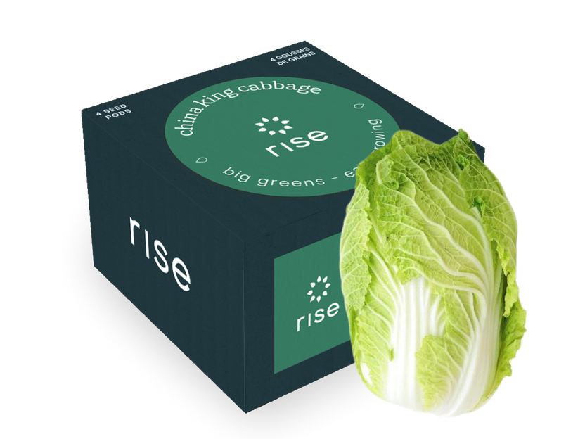China King Cabbage