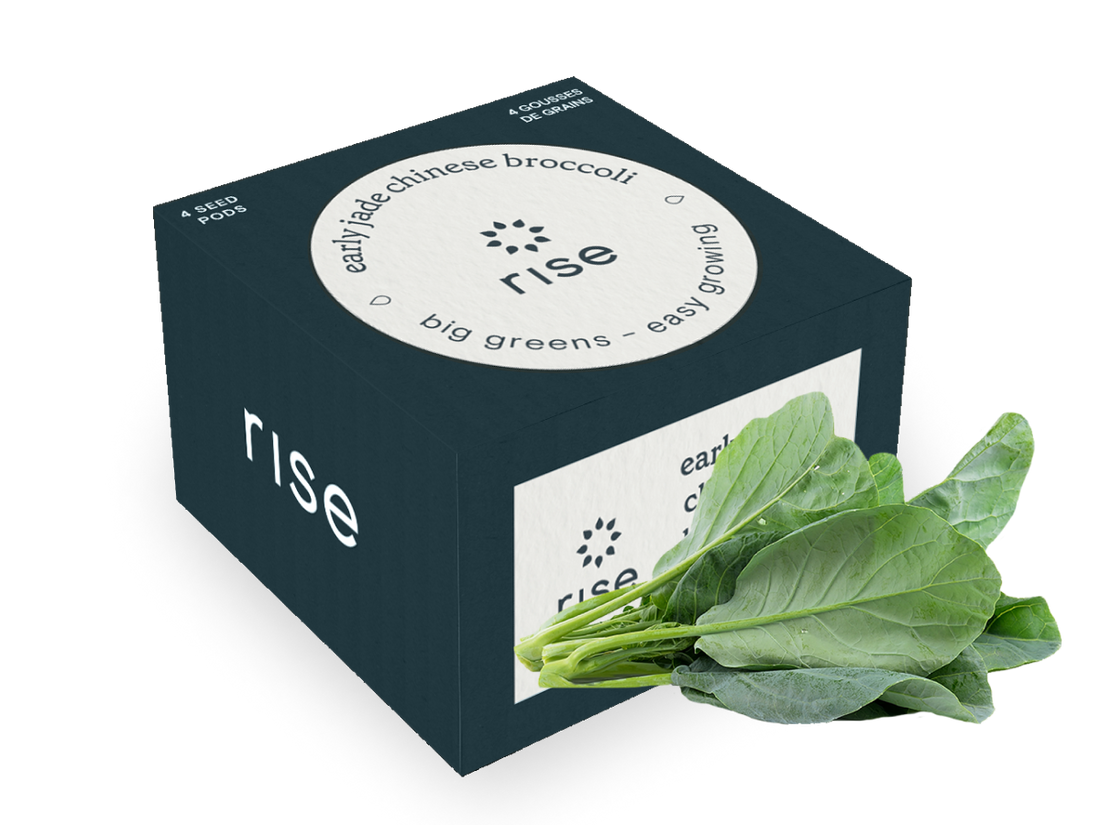 planting chinese broccoli seeds Chinese Broccoli Early Jade