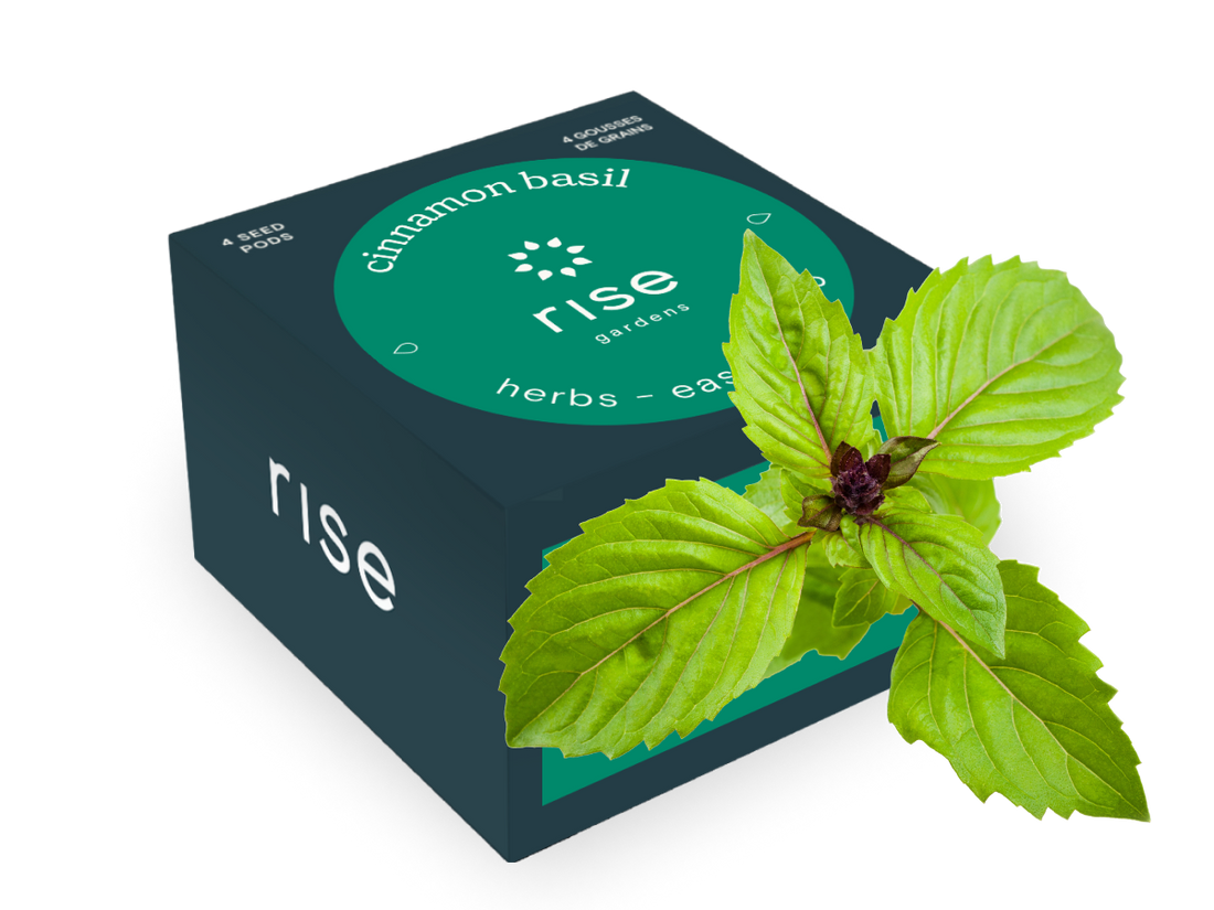 4 pack cinnamon basil hydroponic seedpods