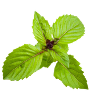 Hydroponic cinnamon basil