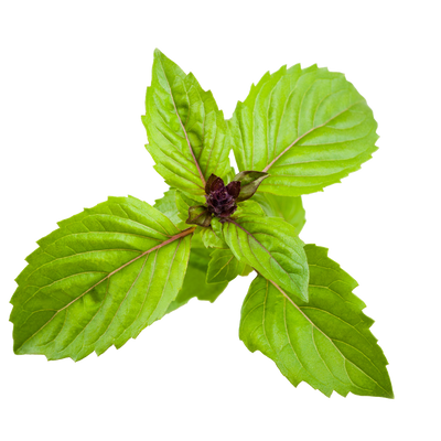 Hydroponic cinnamon basil