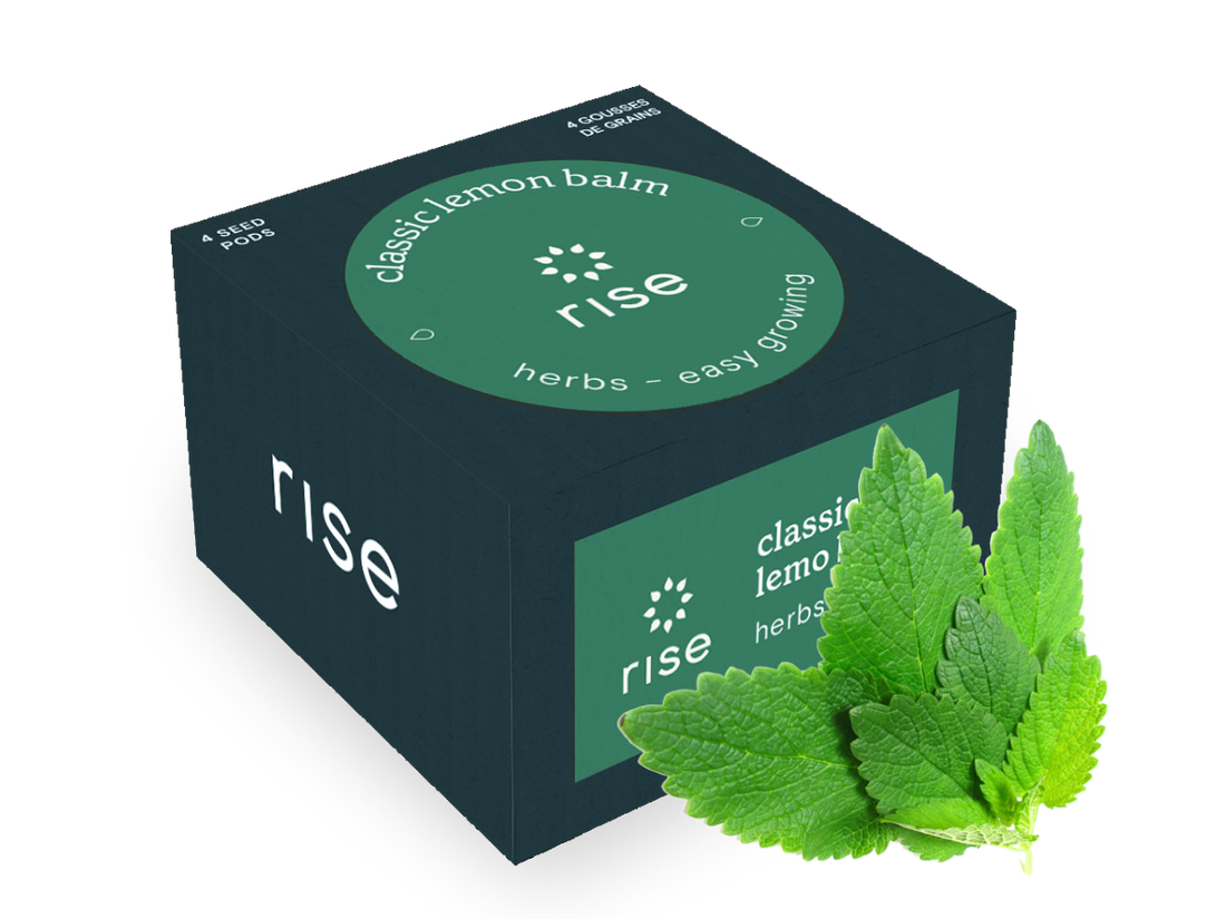 Classic Lemon Balm