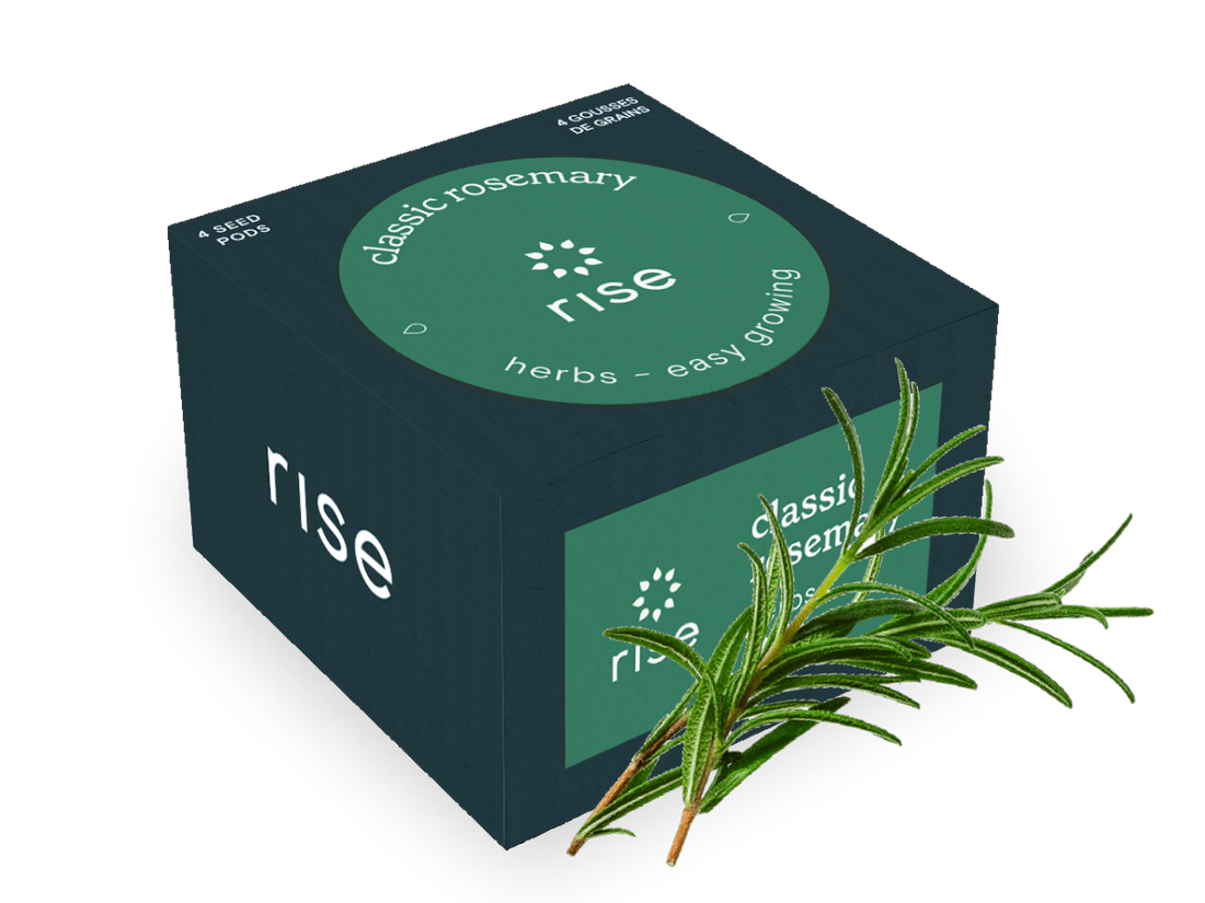 rosemary plant seeds Rosemary Seeds for Indoor Herb Garden