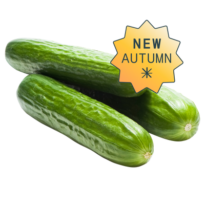 Cocktail cucumber hydroponic seedpods