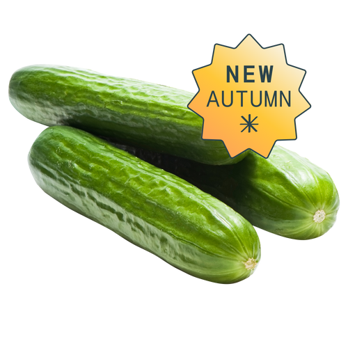 Cocktail cucumber hydroponic seedpods