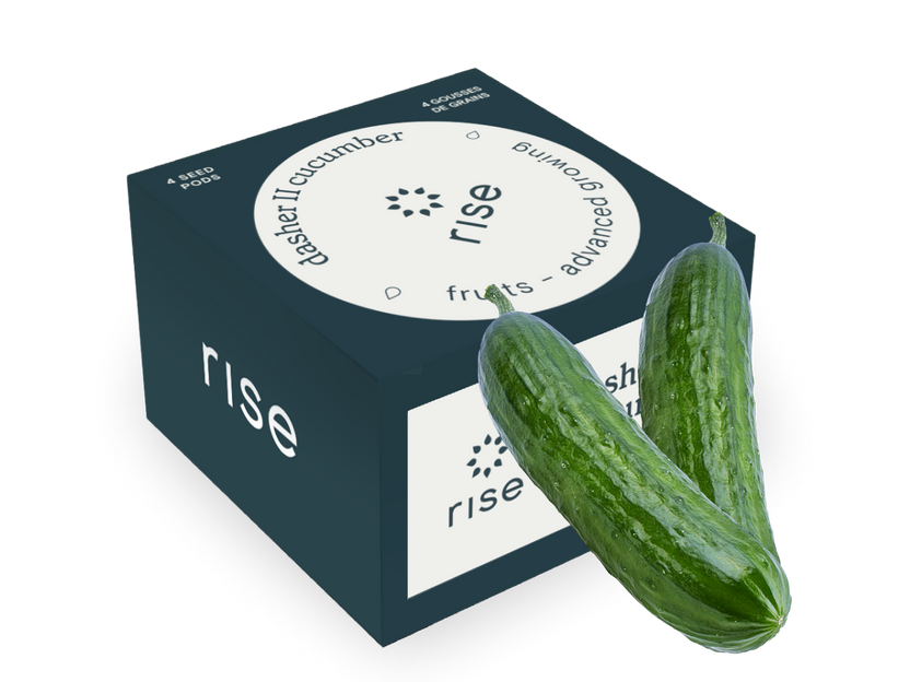 Dasher II Cucumber