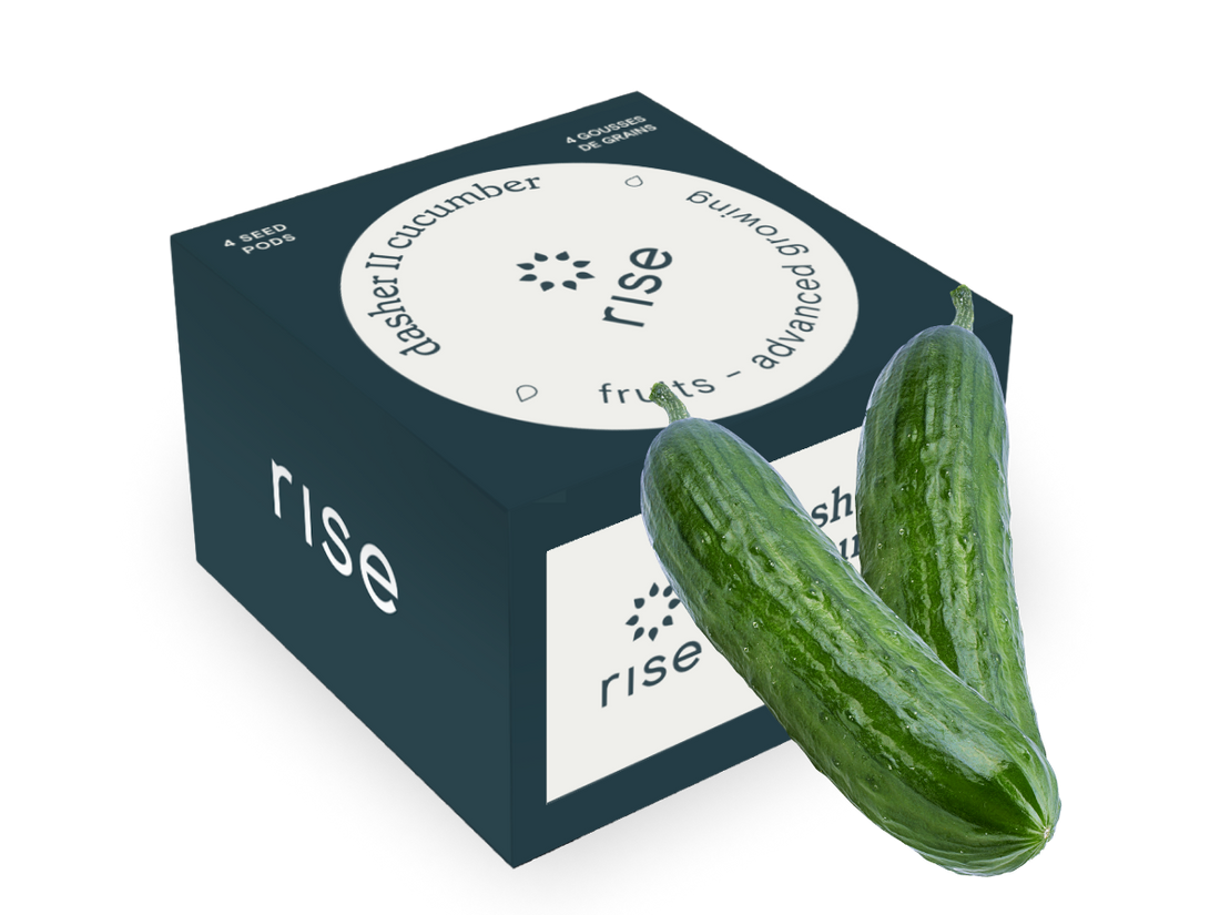 4 pack cucumber  hydroponic seedpods