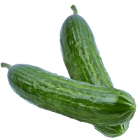 Hydroponic cucumber