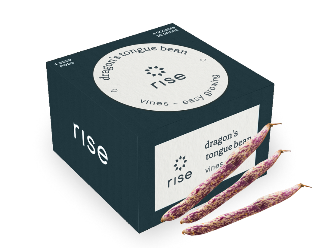 Dragon's Tongue Bean