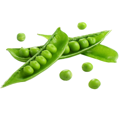 Hydroponic snap pea
