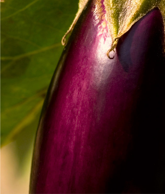 Eggplant  hydroponic seeds