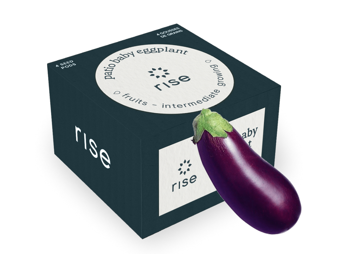 Patio Baby Eggplant