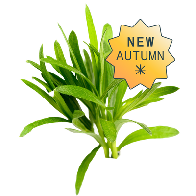 European hydroponic tarragon