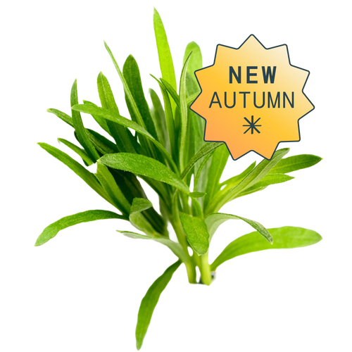 European hydroponic tarragon