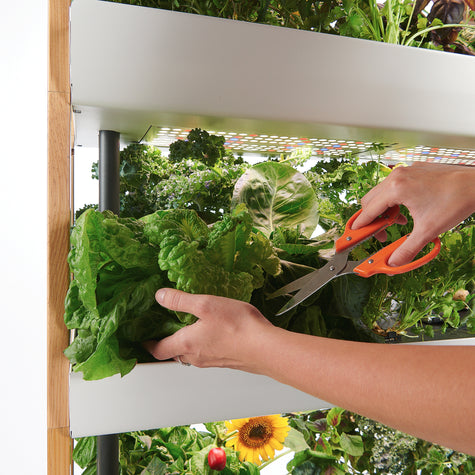 Gardener harvesting vibrant, nutrient-rich lettuces from the second level of a Rise Garden, showcasing healthy and thriving plants.