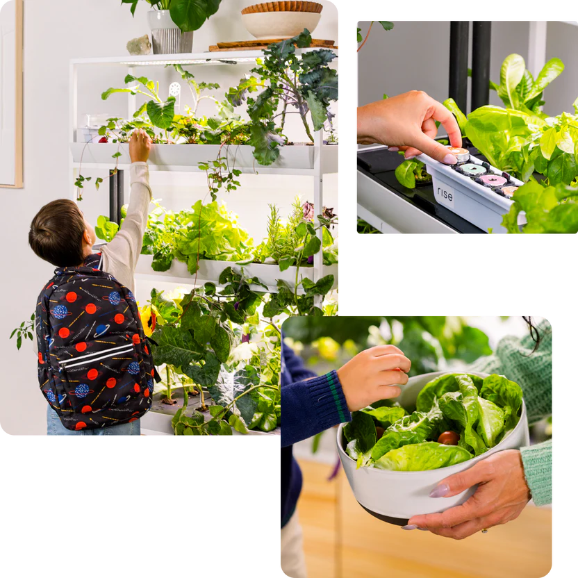 Child harvesting fresh leafy greens from a Rise Gardens hydroponic system, with close-up views of planting pods and a bowl of freshly picked produce, showcasing sustainable and hands-on gardening.