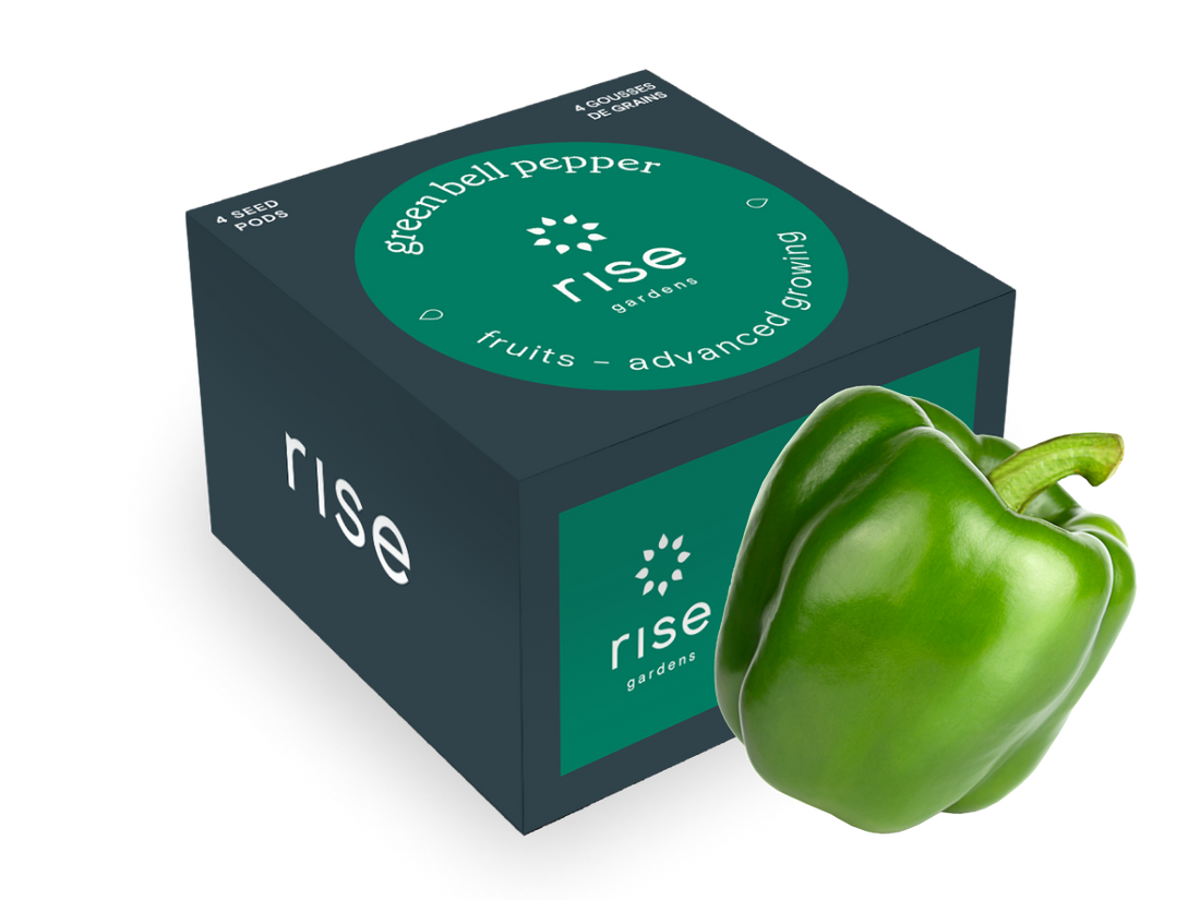 planting green bell pepper seeds Green Bell Pepper