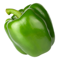 Hydroponic green bell pepper