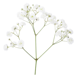 Baby's Breath Gypsophilia