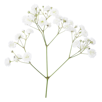 Hydroponic Baby's breath 