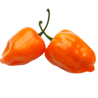 Habanero hydroponic pepper