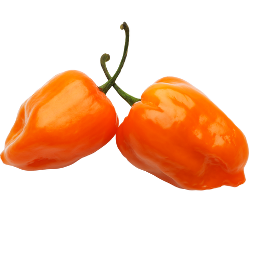 Habanero hydroponic pepper