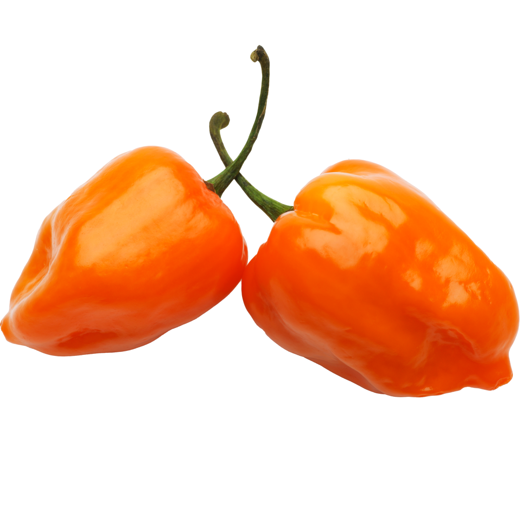 Habanero Pepper