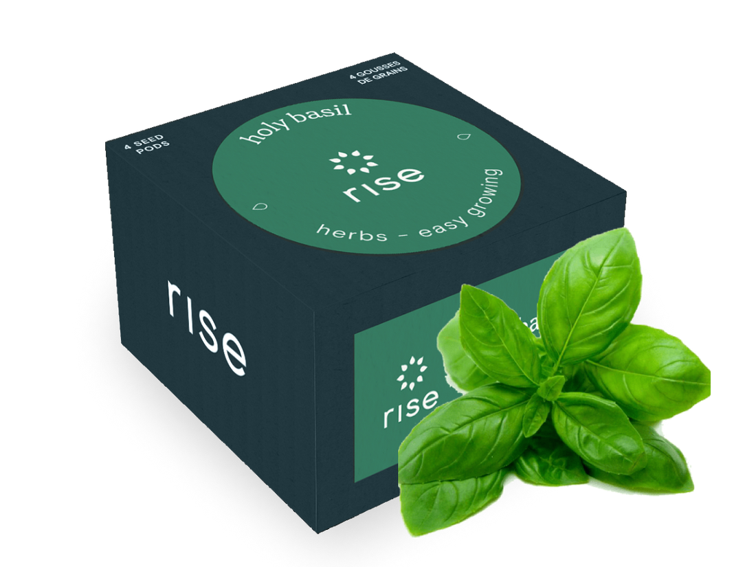 Holy (Kapoor Tulsi) Basil