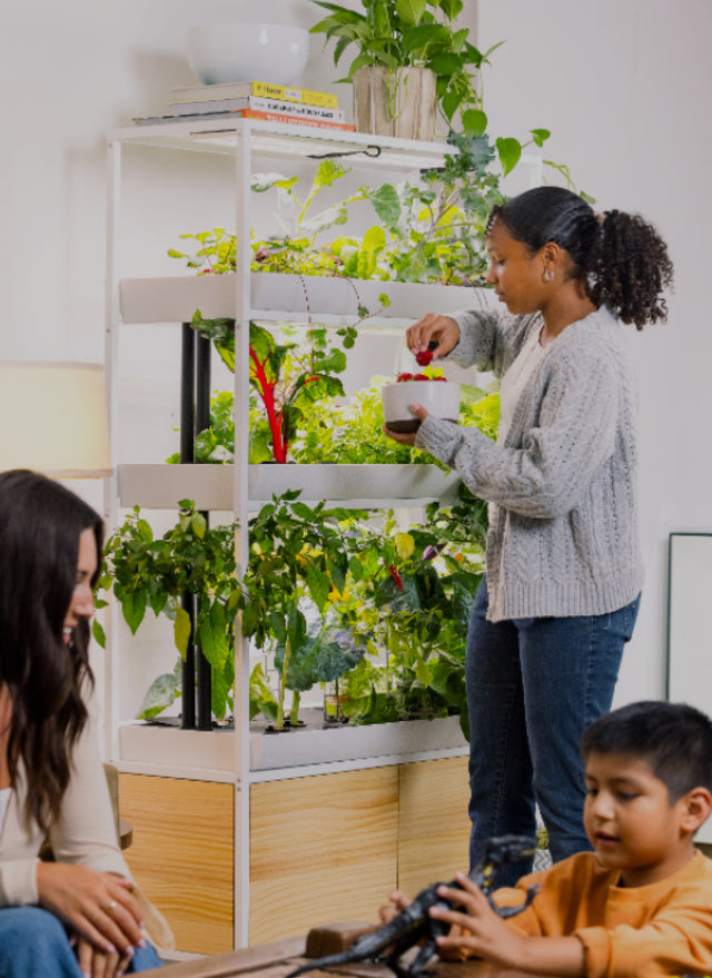 Young girl harvesting delicious strawberries from a hydroponic garden while mother and son play in the living room