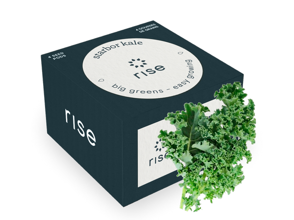 kale plant seed pods Kale Seeds for Indoor Garden | Vegetable Seeds