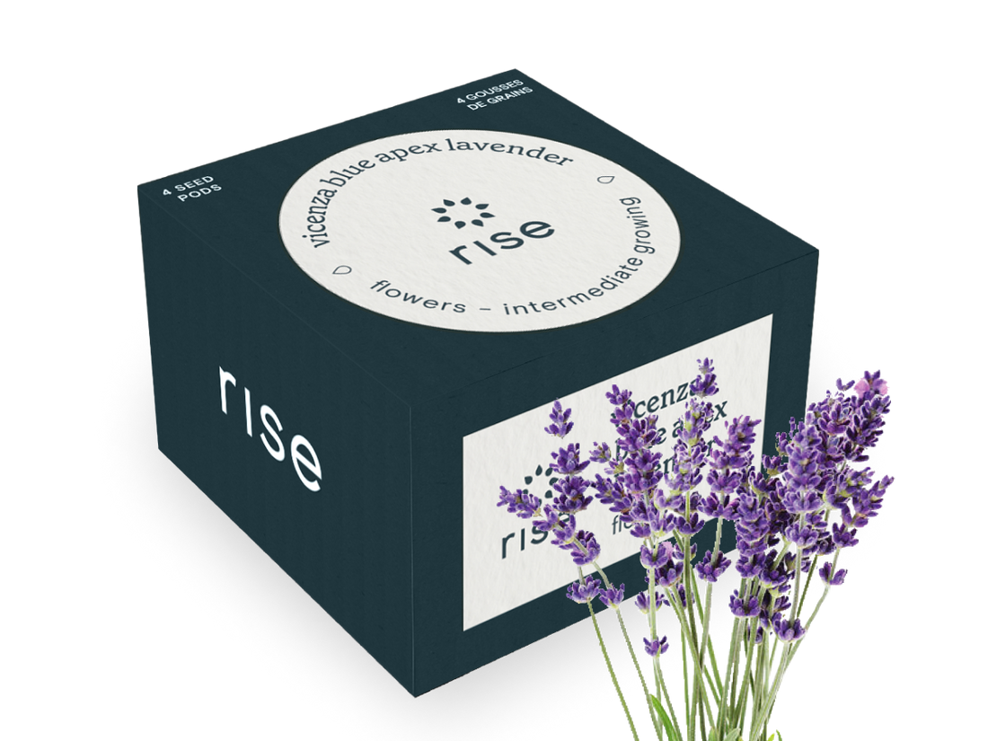 plant lavender seeds indoors Lavendar Vicenza Seeds for Indoor Herb Garden