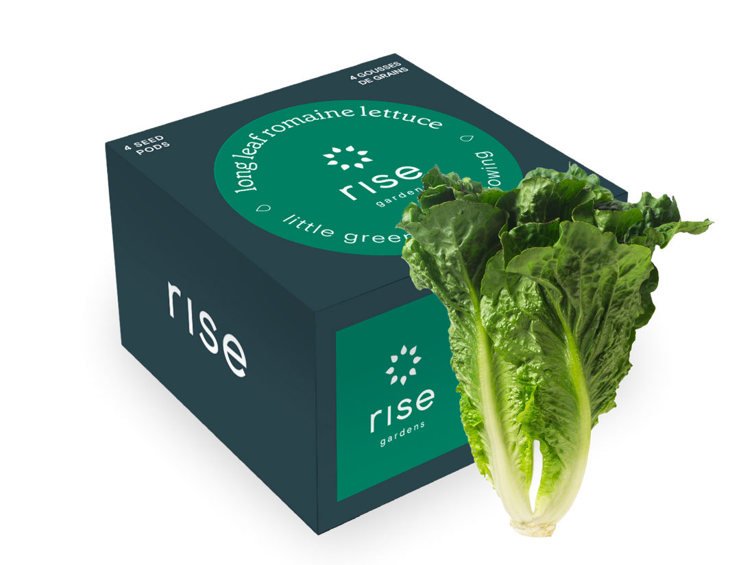 rise garden seed pods Long Leaf Romaine