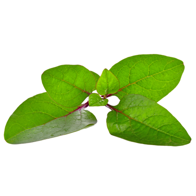 Hydroponic spinach