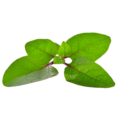 Hydroponic spinach