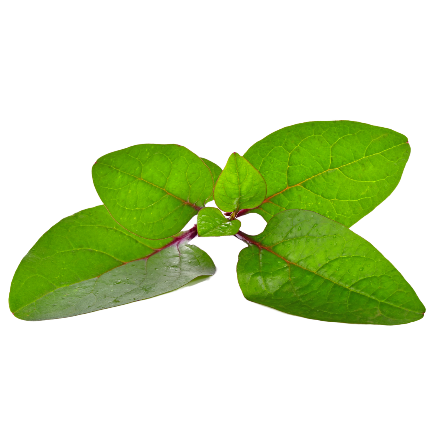 Vining Funeralprivacy - wytm4y7